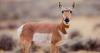 Wyoming Game and Fish encourages public stewardship reminders amid dry habitat conditions