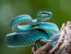Research offers a promising way to develop potent antivenoms against deadly snakebites