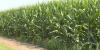 West Tennessee farmers optimistic despite summer heat