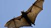 Rabid bat found near playground at Renton’s Gene Coulon Park, health officials say