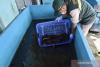 South Kalimantan swamp eel exports to China surge in 2026