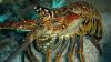 Florida lobster mini season opens today: What divers and boaters need to know