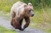 At Idaho's Henrys Lake State Park, bear attacks jogger, but he and his dog walk out