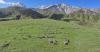 Northwest China's Xinjiang enters busy season of hay harvest for livestock wintering