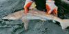Researchers study first known blacktip shark nursery in Hawaiian waters