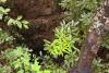 North Carolina dog falls into abandoned mine shaft, is brought back up with minor injuries