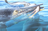 Fossilised remains of prehistoric predators unearthed in Queensland