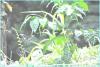 Pepeae is a symbol of island resilience