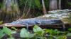 UNESCO Has 25 New World Heritage Sites, Including One Massive Swamp