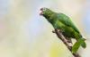 Conservationists unite to save Caribbean’s endangered parrots