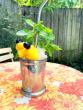 Bringing Back the Julep Season