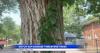 Dutch elm disease threat grows for Great Falls elm trees