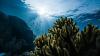 Melanesian Nations Announce Intention to Create Massive Ocean Reserve Corridor
