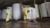 Rotten fish sauce that has stunk up a small Canadian town is finally being removed