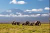 Kenya investigates sudden deaths of 15 elephants in national park