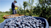 Finns go picking own berries as the price go up