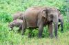 Kenya investigates death of 15 elephants in Amboseli ecosystem