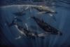Off South Africa, nearly 300 humpback whales form what may be a record 'supergroup'