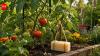 Why some gardeners place bars of soap near tomato plants, and whether this unusual trick really keeps pests away