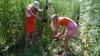 Hemp farmers find new use for their unusual crop