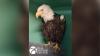 Beloved Big Bear eagle Jackie dies after prolonged illness, wildlife officials say
