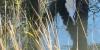 ‘What will it take for people to realize we’re in a crisis?’ Local groups ask as unprotected wetlands threaten drinking water