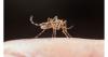 West Nile virus: Affected and high-risk areas in Greece