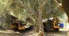 FARM: Mechanical harvest research bolsters table olive prospects