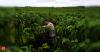 Brazil coffee sees early flowering, quality woes amid unusually high moisture