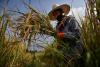 Upstream nuclear, downstream rice: ecological MAD on the Mekong