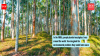 In the 1800s, people planted eucalyptus trees around the world: Few imagined the environmental problems they would later cause