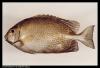 DA-BFAR to boost aquaculture potential of samaral