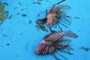 Hundreds of invasive species are flooding the Mediterranean – and they are traveling north