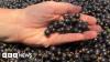 Climate change leads to blackcurrant struggles for Ribena