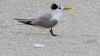 Deadly bird flu spreads to inland Australia, as positive cases reach 215
