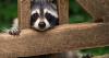 Seattle’s celebrity raccoon has overcome his own challenges, but research shows the species is particularly well-suited thanks to their sophisticated brains — and devoted moms
