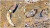 Ancient mammoth found sitting at bottom of Danube as river dries due to heat