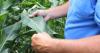 Fungicides to be sprayed to protect crops from disease
