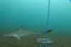 Rare shark species spotted for first time in 20 years near Galapagos Islands