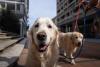 Pets don’t always make people happy, Swiss study finds