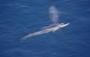 Several fin whales hunted so far in first Icelandic whaling season since 2023