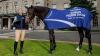 ‘It would be totally the icing on the cake’: young horse producer on what makes Dublin a show like no other