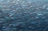 Low anchovy, sardine landings forcing South African fishmeal, fish oil firms to adapt