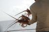 2026 Florida spiny lobster season: What anglers need to know