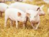 How the African Swine Fever epidemic is impacting Serbia’s meat market