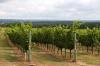 Region on the rise: Texas wines shine at DWWA 2026