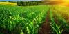 Farmers, investors' legal guide on joint venture agreements