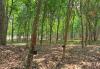 Liberia bans natural rubber exports