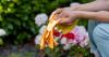 Gardeners urged to follow 4 golden rules during heatwave