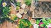 12 essential gardening jobs to tick off in August